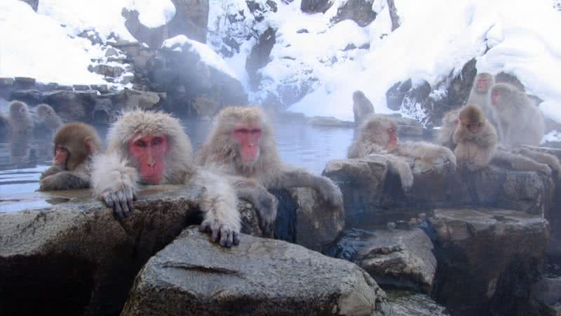 Macacos têm apresentado comportamento agressivo nos últimos tempos, no Japão - Foto por Yosemite pelo Wikimedia Commons