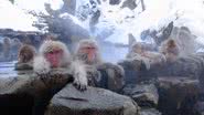 Macacos têm apresentado comportamento agressivo nos últimos tempos, no Japão - Foto por Yosemite pelo Wikimedia Commons