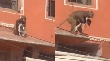 Momentos do macaco sequestrando o cachorro em Jaípur, na Índia - Reprodução / Vídeo