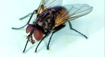 Imagem meramente ilustrativa de uma mosca - Divulgação