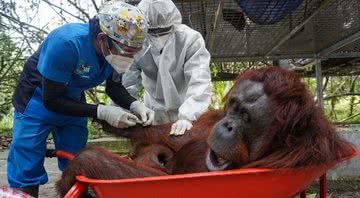 Médicos aplicam injeção com remédio em orangotango - Divulgação/Twitter/christosxanthak/24.02.2021