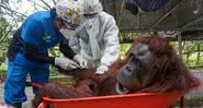 Médicos aplicam injeção com remédio em orangotango - Divulgação/Twitter/christosxanthak/24.02.2021