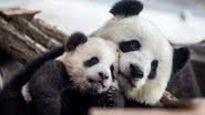 Imagem ilustrativa de pandas - Getty Images
