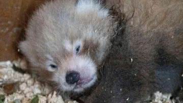 Imagem do filhote de panda nascido na Inglaterra - Divulgação/Paradise Wildlife Park's