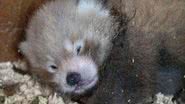 Imagem do filhote de panda nascido na Inglaterra - Divulgação/Paradise Wildlife Park's