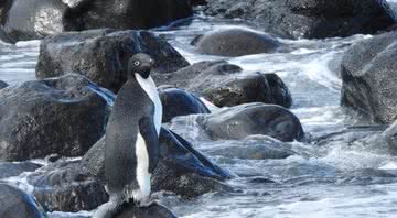 Fotografia do pinguim citado - Divulgação/ Departamento de Conservação da Nova Zelândia