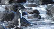 Fotografia do pinguim citado - Divulgação/ Departamento de Conservação da Nova Zelândia