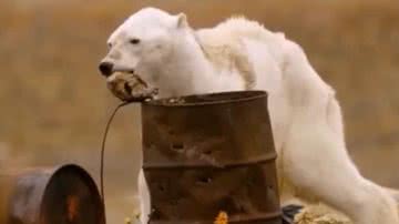 Imagem de Urso Polar com fome na ilha de Baffin no ártico canadense - Reprodução/Youtube/Ciêncionalista
