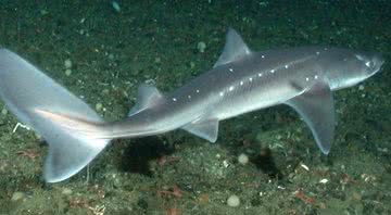 Tubarão da espécie Squalus - Wikimedia Commons