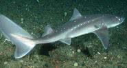 Tubarão da espécie Squalus - Wikimedia Commons