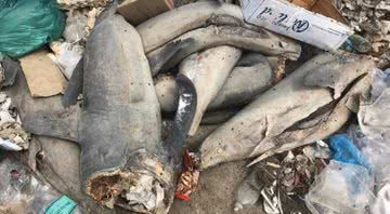 Fotografia de tubarões mutilados - Divulgação/ Twitter
