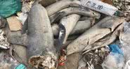 Fotografia de tubarões mutilados - Divulgação/ Twitter