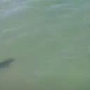 Imagem do tubarão próximo aos banhistas capturada pelo drone - Reprodução/Vídeo/Youtube