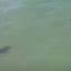 Imagem do tubarão próximo aos banhistas capturada pelo drone