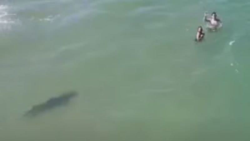 Imagem do tubarão próximo aos banhistas capturada pelo drone - Reprodução/Vídeo/Youtube