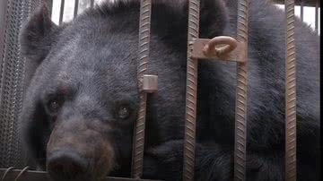 O urso que a família chinesa achou ser um cachorro durante dois anos - Reprodução/vídeo/CGTN