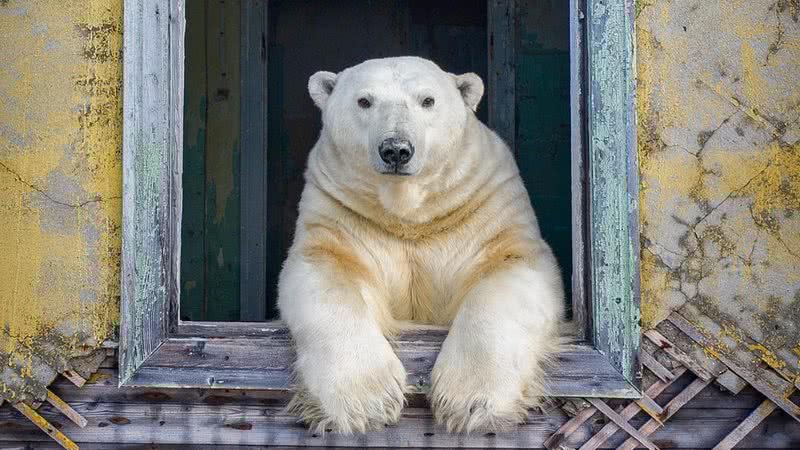 Urso polar apoiando-se em uma das janelas da estação científica