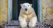 Urso polar apoiando-se em uma das janelas da estação científica - Divulgação / Dmítri Kokh/ Instagram (@master.blaster)