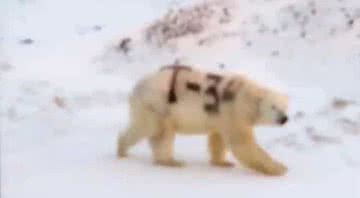 Imagens revelada do animal no Ártico - Divulgação/Sergey Kavry