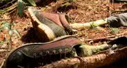 Sapatos de uma das vítimas que deixaram sua vida na floresta japonesa - Divulgação