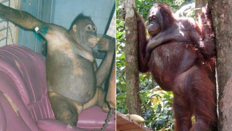 Uma foto de Pony ainda no bordel (à esq.) ao lado de uma foto onde está já recuperada (à dir.) - Divulgação/Borneo Orangutan Survival Foundation