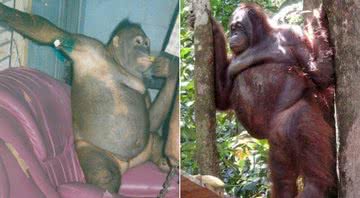 Uma foto de Pony ainda no bordel (à esq.) ao lado de uma foto onde está já recuperada (à dir.) - Divulgação/Borneo Orangutan Survival Foundation