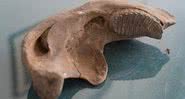 Foto do osso do maxilar de um elefante-da-floresta - Divulgação