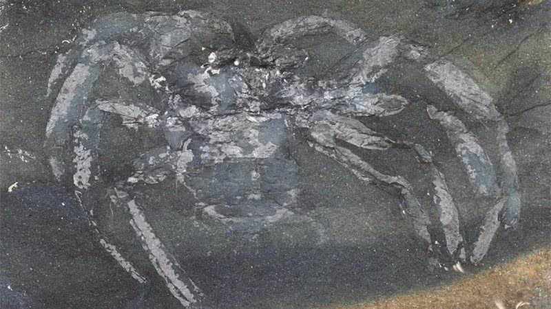 Fóssil da aranha Arthrolycosa wolterbeeki - Divulgação/Jason Dunlop, PalZ, 2023