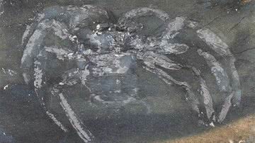 Fóssil da aranha Arthrolycosa wolterbeeki - Divulgação/Jason Dunlop, PalZ, 2023