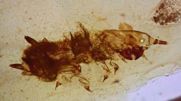 Um dos besouros preservados em âmbar, que comia penas de dinossauros há cerca de 105 milhões de anos - Divulgação/CN-IGME CSIC