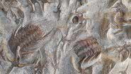 Fósseis datados do Período Cambriano - Foto por RomanDeckert pelo Wikimedia Commons