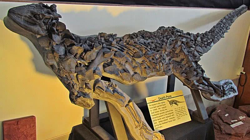 Fóssil de celidossauro - Wikimedia Commons