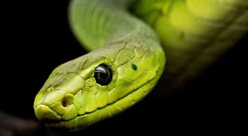 Imagem ilustrativa de cobra como conhecemos hoje - Divulgação/Pixabay/Mike_68