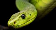 Imagem ilustrativa de cobra como conhecemos hoje - Divulgação/Pixabay/Mike_68