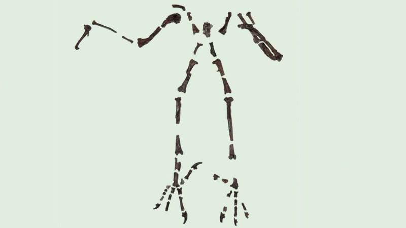 Esqueleto de coruja é unido para a relação evolutiva - Senckenberg/Tränkner