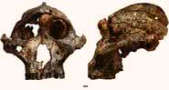 Fotografias do crânio analisado pela equipe de pesquisa - Martin et al ., Doi: 10.1038 / s41559-020-01319-6.
