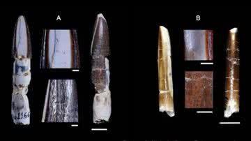 Antigos dentes de saurópodes encontrados em Minas Gerais - Reprodução/Julian Silva Junior