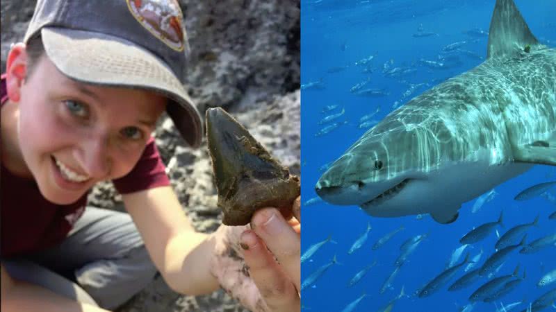 Pesquisadora com um dente em mãos e, ao lado, a foto de um tubarão branco - Divulgação/Robert Boessenecker/Wikimedia Commons