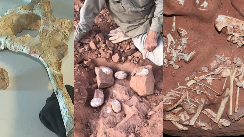 Três das maiores descobertas paleontológicas brasileiras de 2021 - Divulgação / Vídeo / EPTV2 [01] / William Nava [02] / Museu Nacional [03]