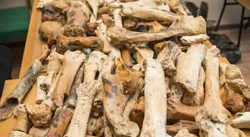 Ossos de animais encontrados em caverna - Divulgação / Universidade Federal da Crimeia de Vernadsky