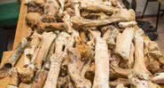 Ossos de animais encontrados em caverna - Divulgação / Universidade Federal da Crimeia de Vernadsky