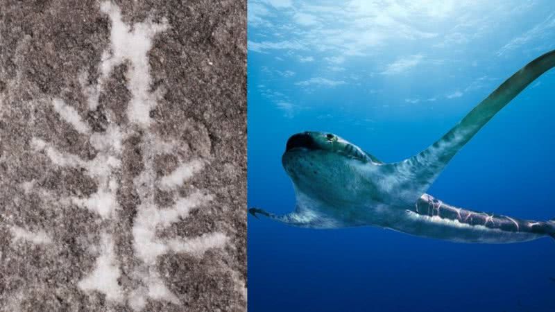 Fóssil de cérebro de aracnídeo (esquerda) e tubarão alado (direita)