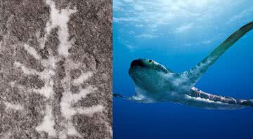 Fóssil de cérebro de aracnídeo (esquerda) e tubarão alado (direita) - Divulgação / Russell Bicknell / Oscar Sinisidro