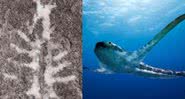 Fóssil de cérebro de aracnídeo (esquerda) e tubarão alado (direita) - Divulgação / Russell Bicknell / Oscar Sinisidro