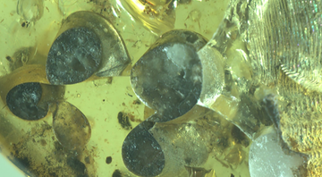 Filhotes de caracol preservados em âmbar - Divulgação/Tingting Yu