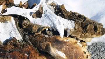 Restos de elefante-marinho encontrado na Antártida - Divulgação/Brenda Hall
