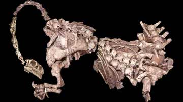 Restos fossilizados de um dinossauro Massospondylus - Divulgação/Dr. K. Chapelle