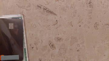 Fotografia dos fósseis em banheiro de shopping no Espírito Santo - Reprodução/X/@boringsuchus
