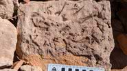 Bloco contendo fósseis descobertos nos EUA - Divulgação/Andrew Milner