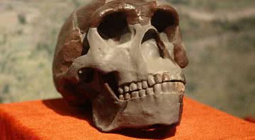 Replica de um crânio do homo erectus - Divulgação/Wikimedia Commons/Yan Li/Paleozoological Museum of China